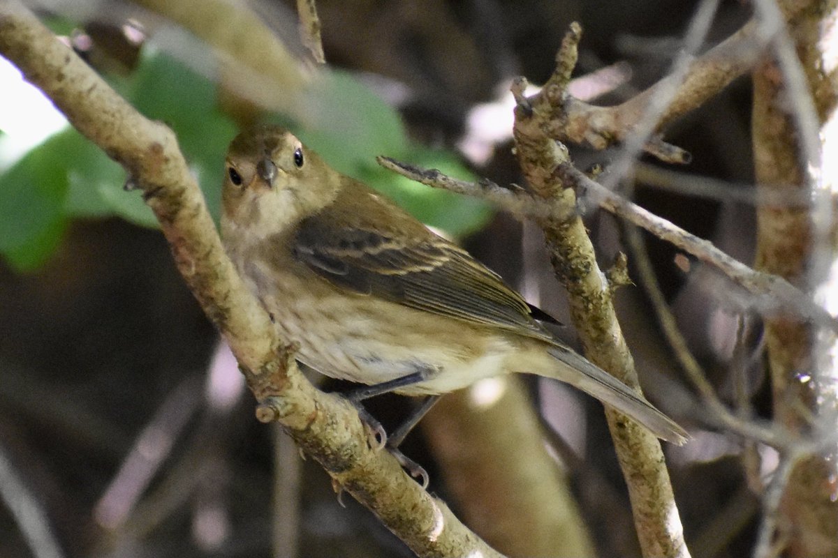 Andrew Kearns tweet media