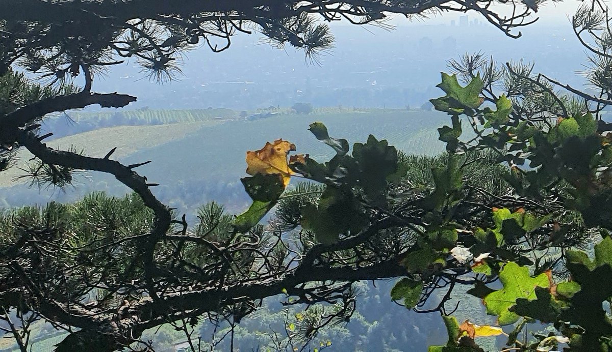 Enilorac99's tweet image. Von irgendwo kam
Ein welkes Blatt geflogen:
Da ist es Spätherbst.
(Shiki)
#Haiku #Spätherbst