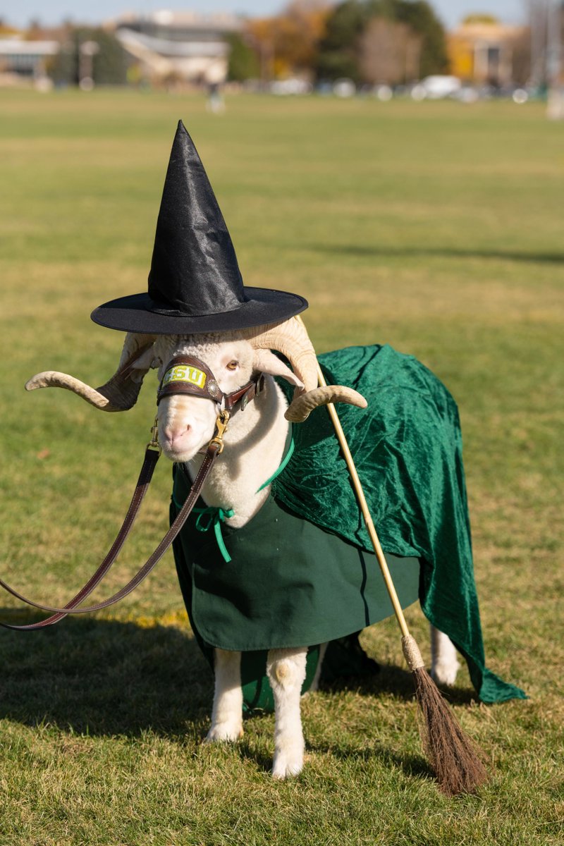 CSU College of Liberal Arts tweet media