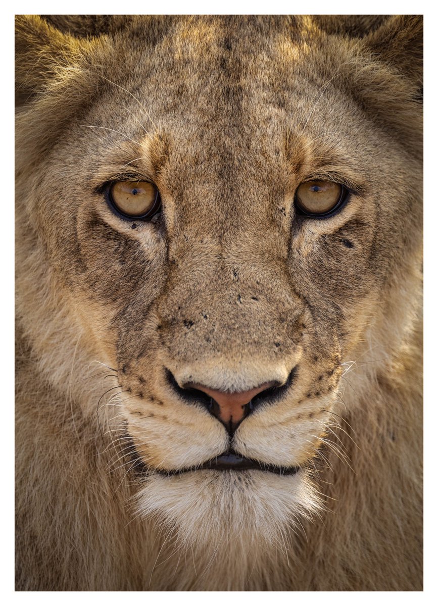 A little feline from South Africa this week
#WexMondays #ShareMondays2022 #fsprintmonday