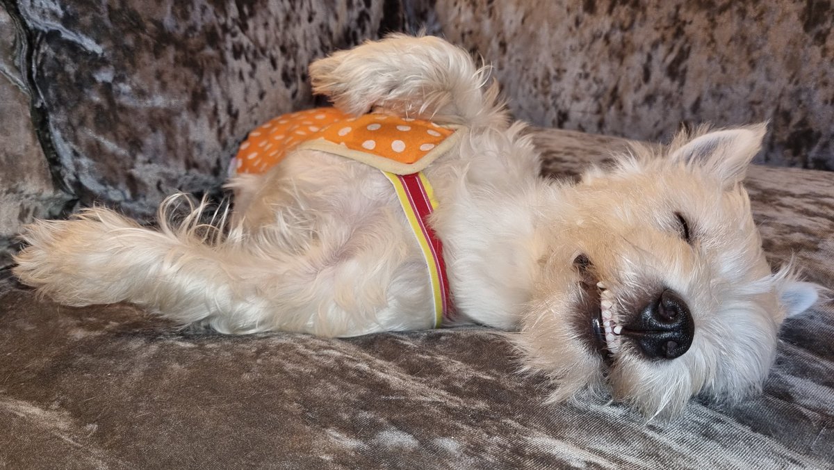 Goodnight from Pumpkin 🎃 💤💤💤
October might be over, but it's always Pumpkin season in our house 🏠 🎃🎃🎃🎃🎃🎃🎃🎃🎃🎃🎃🎃🎃🎃🎃