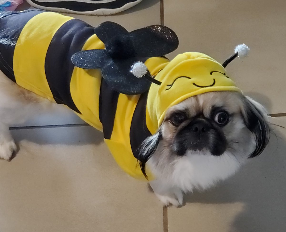 Happy Halloween from Baxter and the BookingPal team! 

#happyhalloween #bookingpal #team