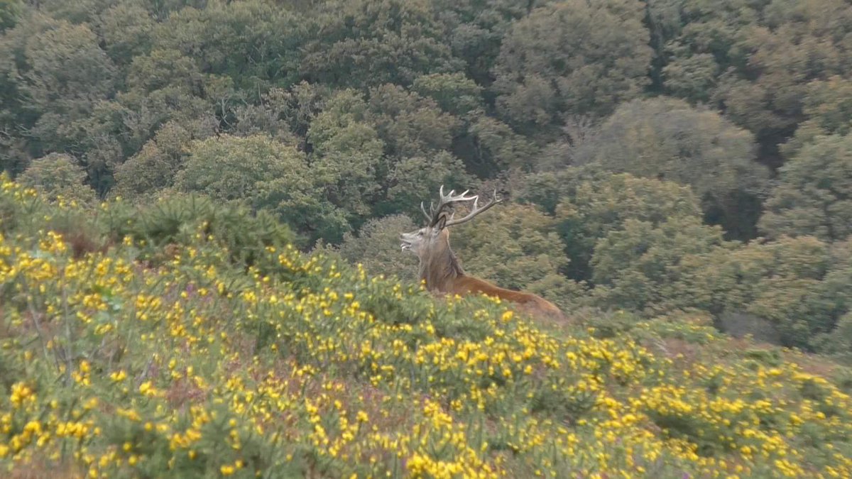 DEAD. Killed by the Quantock Staghound after 4+ hour chase trespassing over @nationaltrust and @LeagueACS land. Video and report to follow. So sorry everyone. Photo by independent monitor.