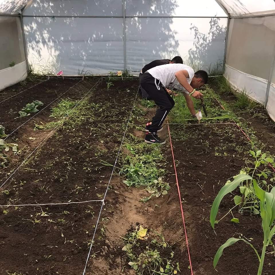 IMSAMA_Edomex's tweet photo. El #CEPRA, en coordinación Subdirección de Alimentación y Nutrición del DIF Metepec, realizó cosecha de hortalizas, está actividad psicoeducativa está destinada para desarrollar habilidades para la Reinserción Social de los pacientes que se encuentran en Tratamiento Residencial. https://t.co/WzB6RYFA4a
