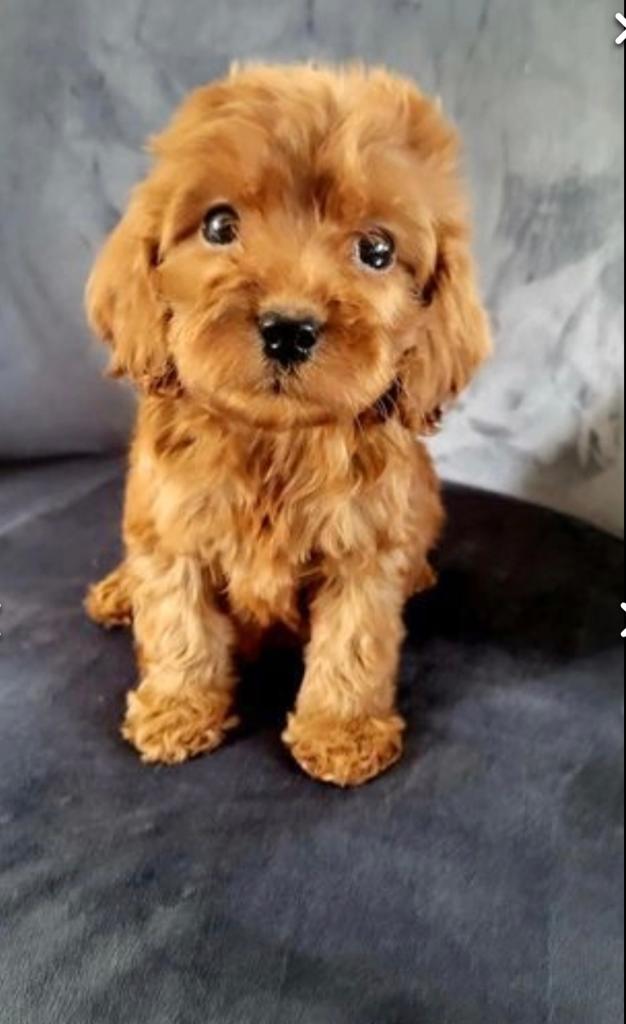 Just took this little bundle to her new home in Jersey. If this photo doesn't melt your heart, you're a monster!! Look at that face!!