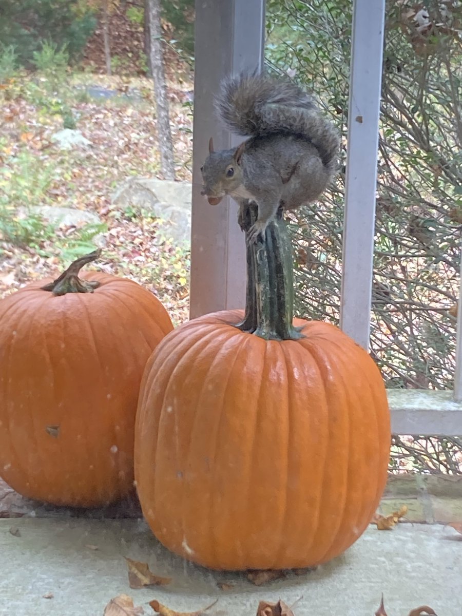 servedio1's tweet image. Happy Halloween!