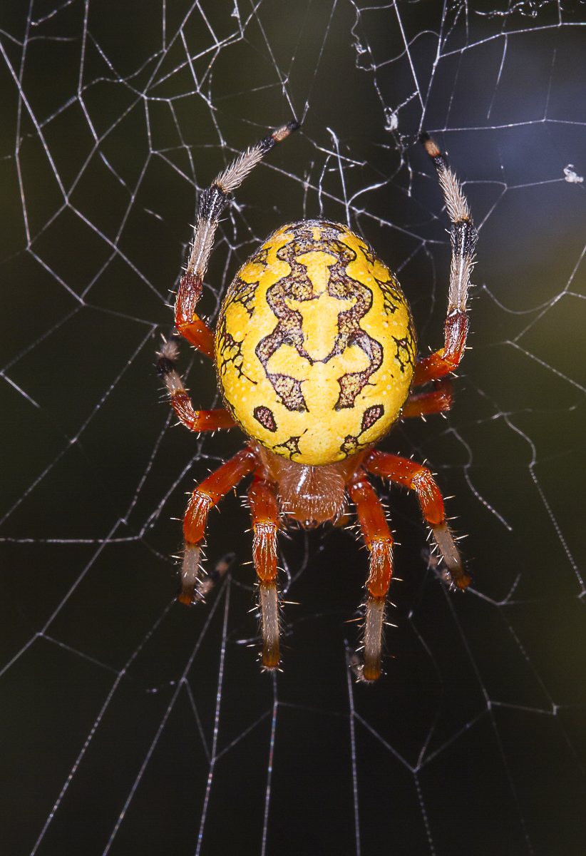 Like delicate lace, so the threads intertwine, oh, gossamer web of wond’rous design! Such beauty and grace wild nature produces…~Bill Watterson

Happy Halloween everyone from a Marbled Orbweaver!