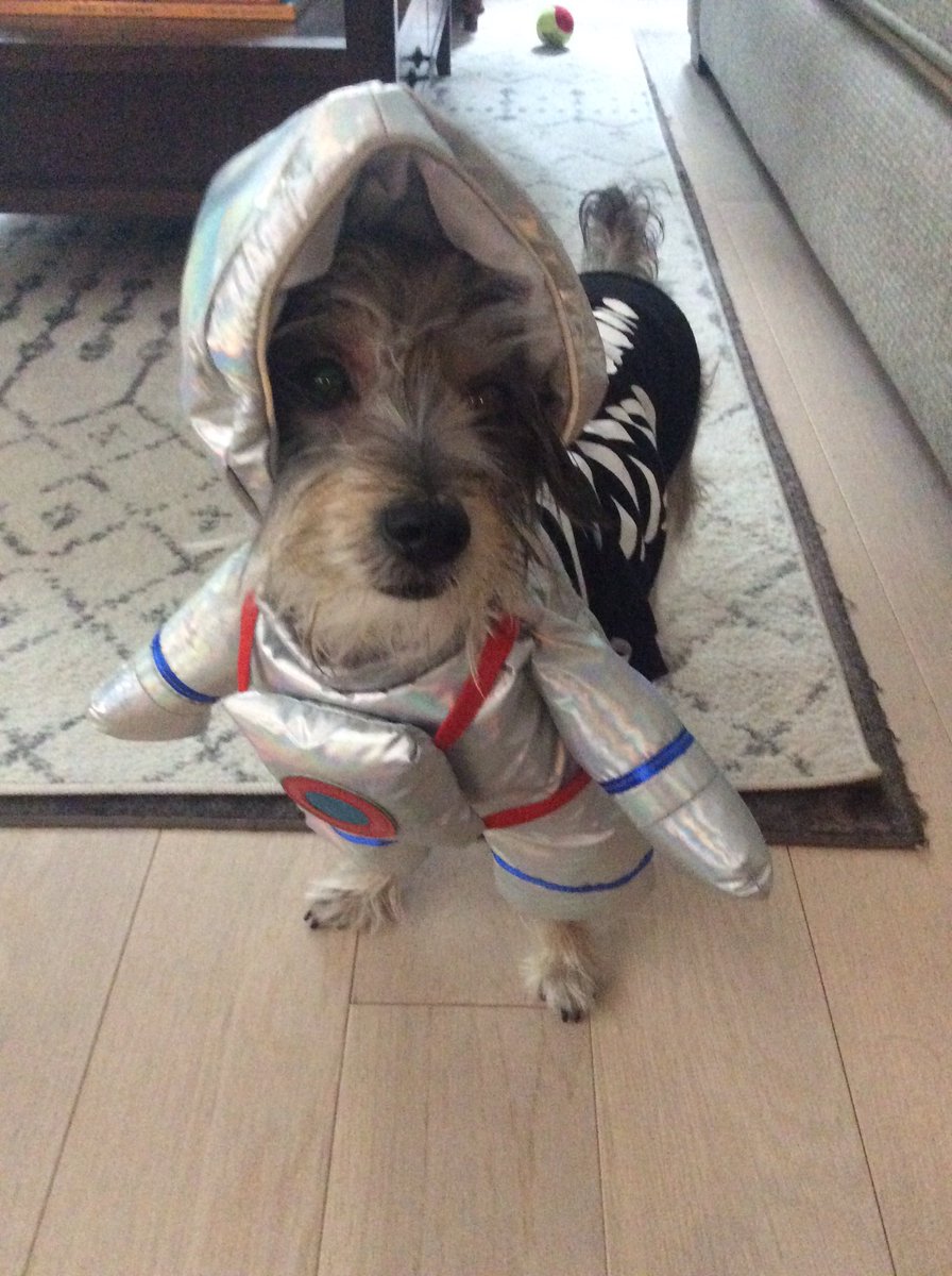 DanielKlag's tweet photo. @jeffvandermeer Happy Halloween! My dog as “Dead Astronaut” https://t.co/94SiglBXr4