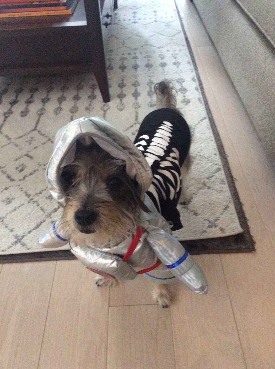DanielKlag's tweet photo. @jeffvandermeer Happy Halloween! My dog as “Dead Astronaut” https://t.co/94SiglBXr4