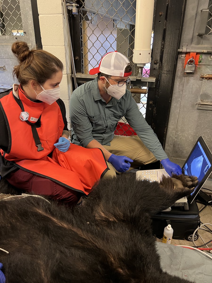 museum-of-life-and-science-on-twitter-rt-ncstatevetmed-wolves