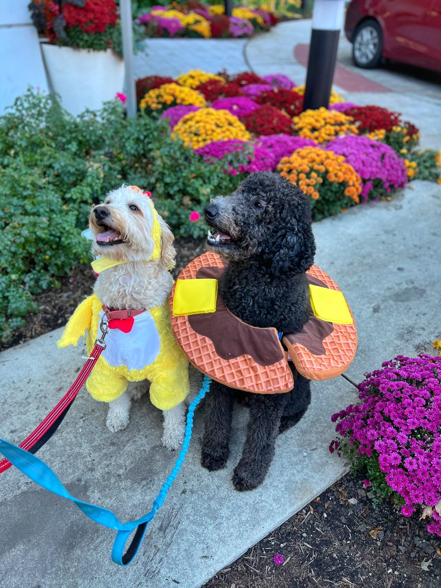 Happy Howloween from Chicken + Waffles dressed as Waffles + Chicken 🐶🐔🧇

#bestdoodsbrunch #happyhalloween #dogcostume