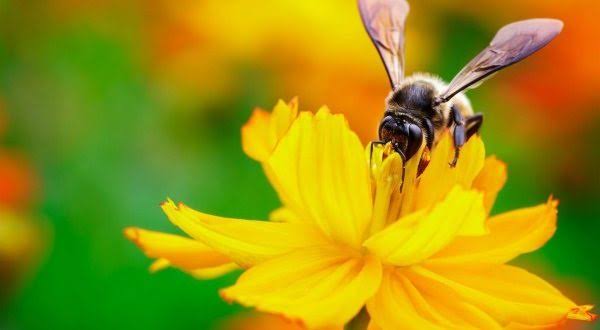 kostas doğangüneş respublikası tweet media