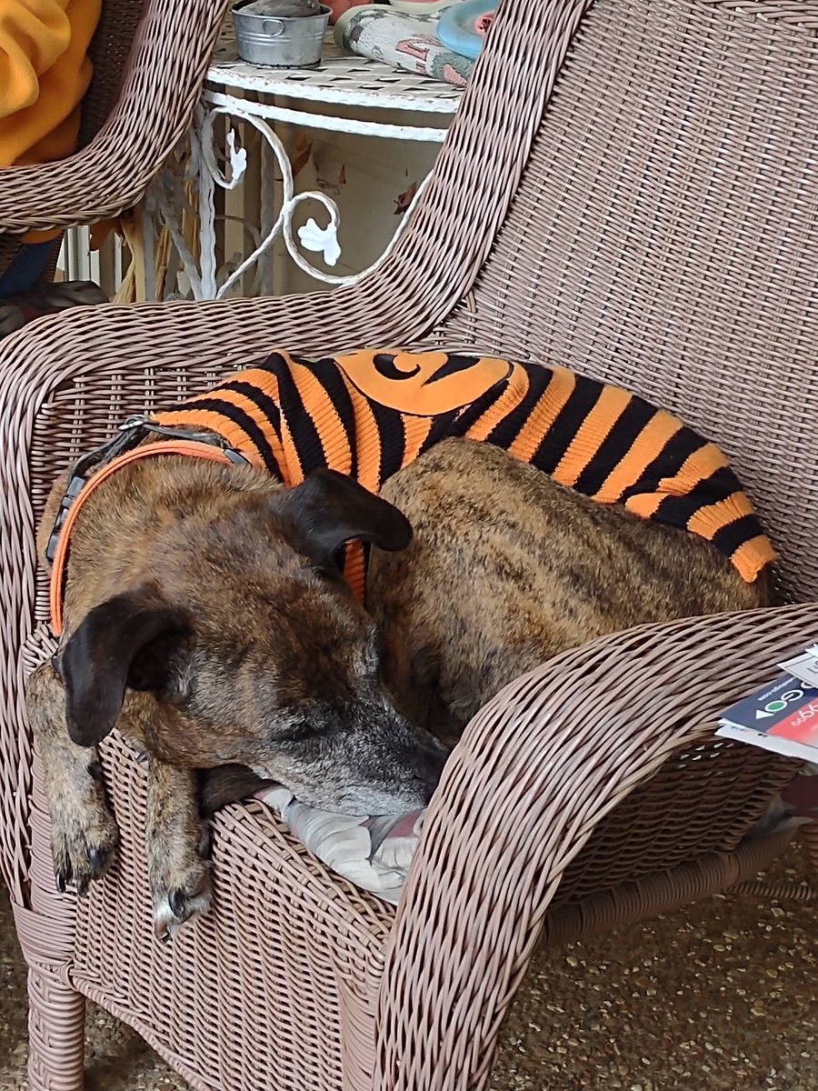 MeredithGoad's tweet image. Raisin is waiting for the first trick or treaters in her Halloween outfit.