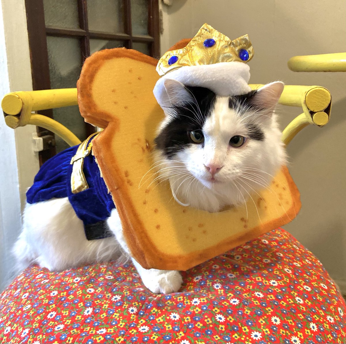 itslittletunny's tweet photo. His royal majesty, Prince Sandwich 🍞 https://t.co/rkkuwtzIq2
