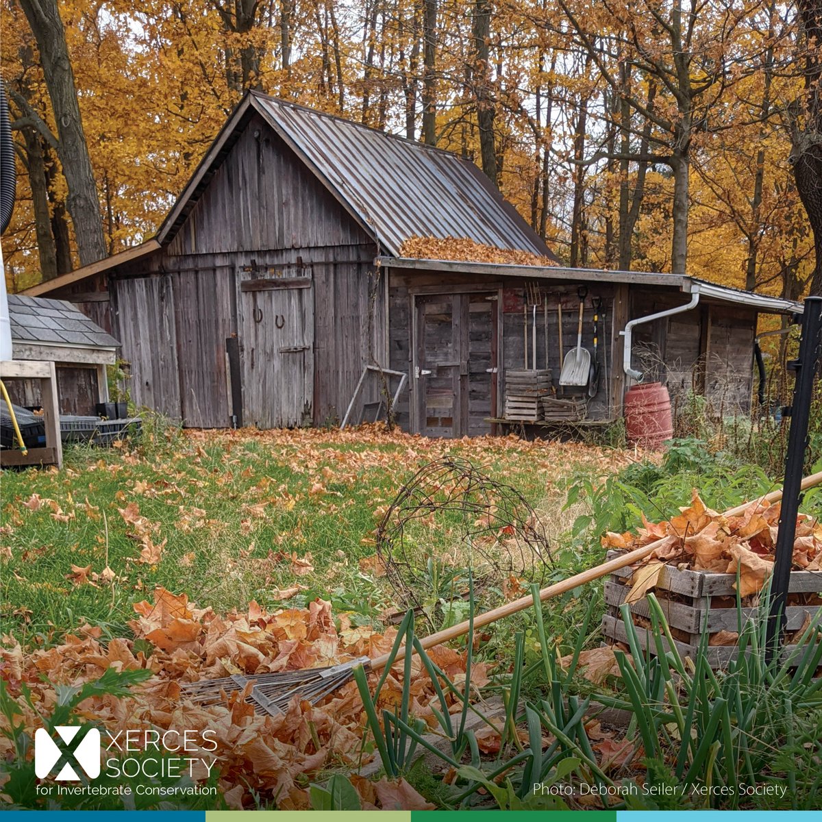 The Xerces Society tweet media