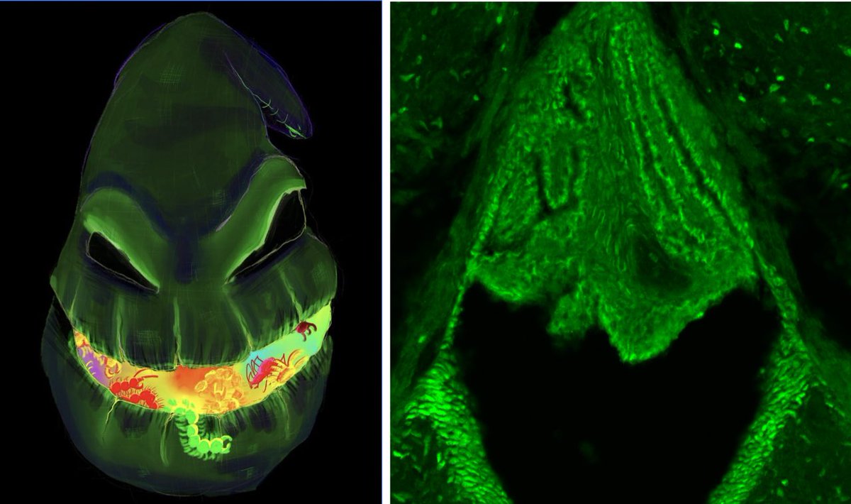 Santiago Fregoso tweet media