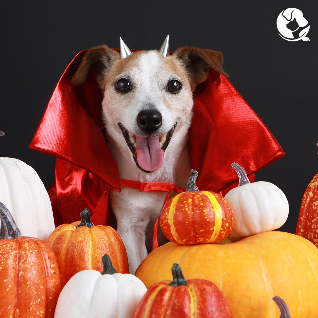 Happy Halloween from Holistic Actions! #HappyHalloween