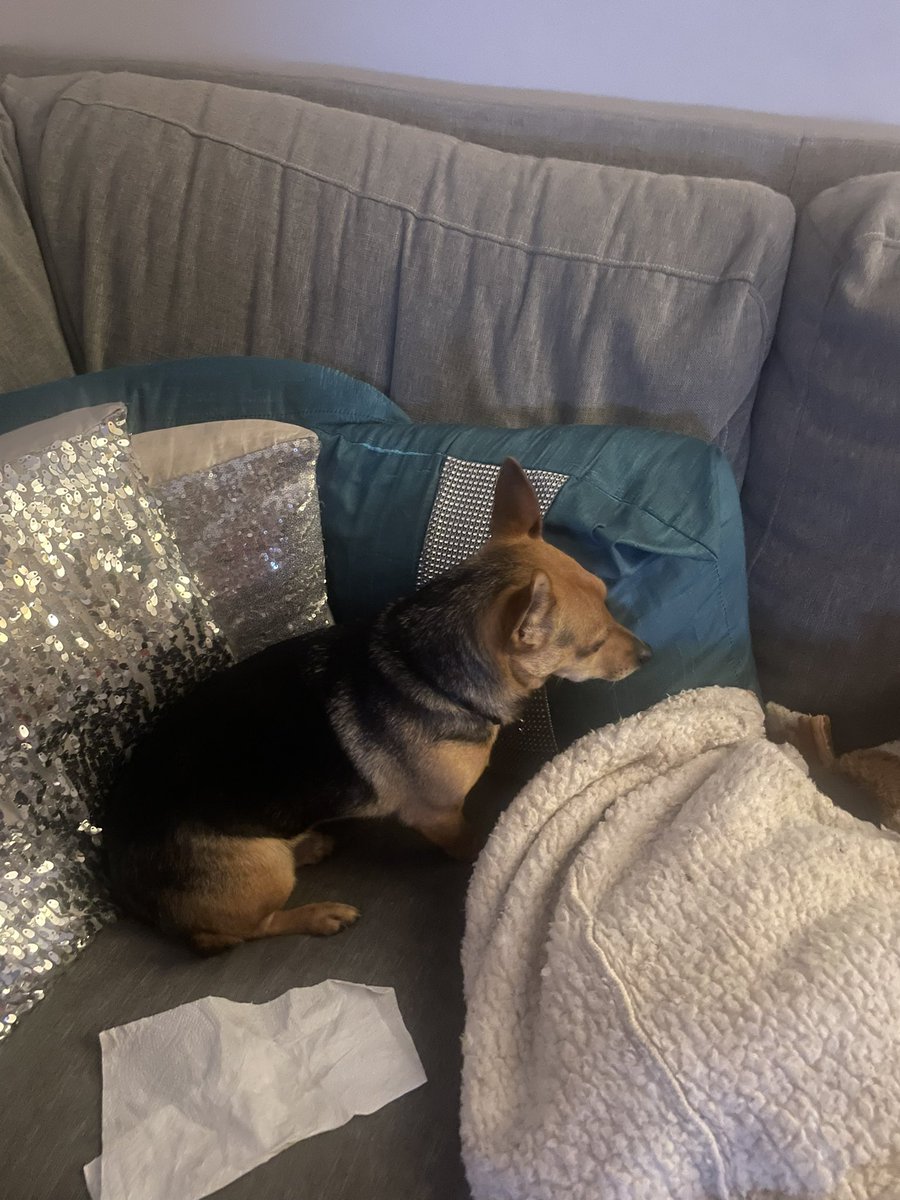 Our beautiful gorgeous boy,who experienced animal cruelty that no animal should ever experience was kicked this evening by a teenage group of “trick or treaters”. A kick that made him fall back and yelp with pain. My little gorgeous perfect boy.This is disgusting #Finn our boy ❤️