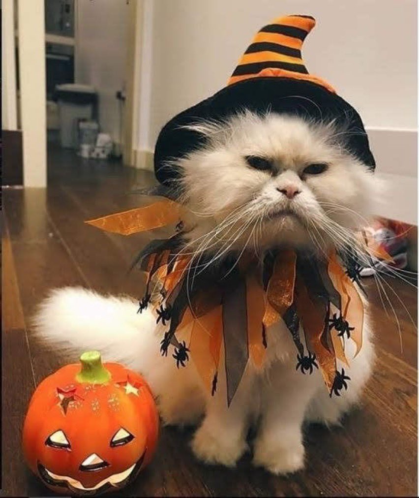 Кот Хэллоуин