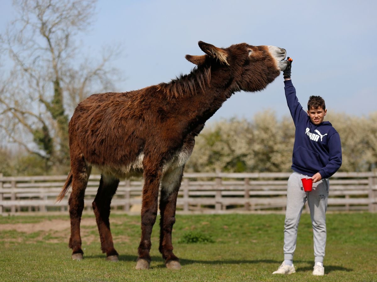 carmendifab's tweet image. This is more disheartening than finding out gigantic asses are going extinct