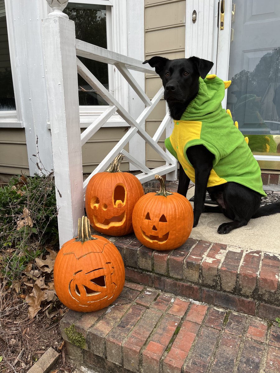 emilyommundsen's tweet photo. @rachel__porter Dino-Beau says Happy Halloween to Benji!! #poliscidogs https://t.co/BZv8L8222f
