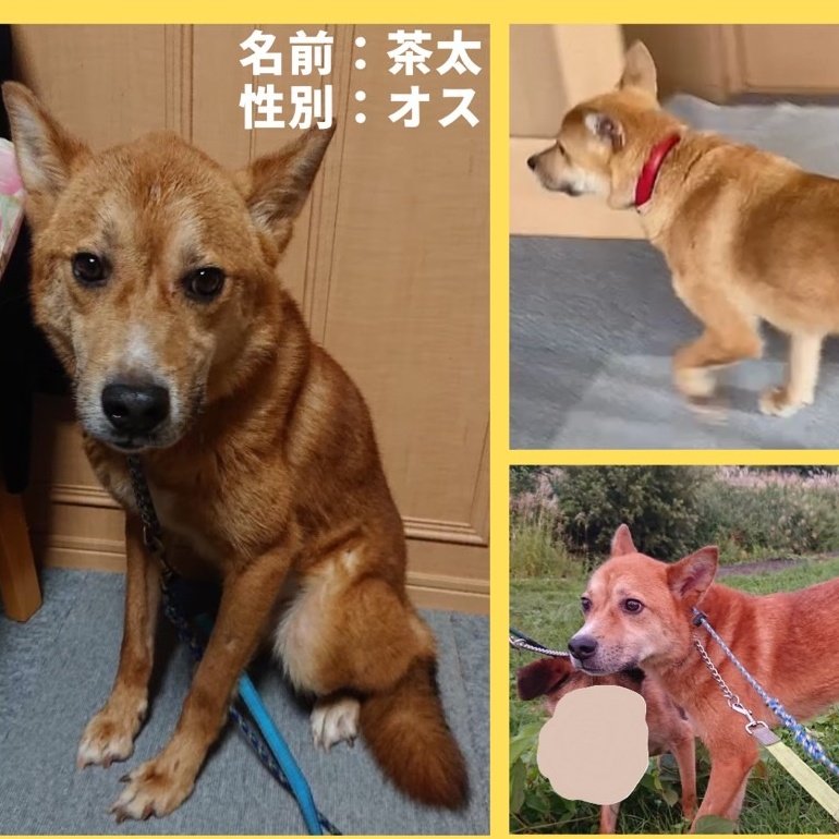 松島町迷子犬捜索 tweet media
