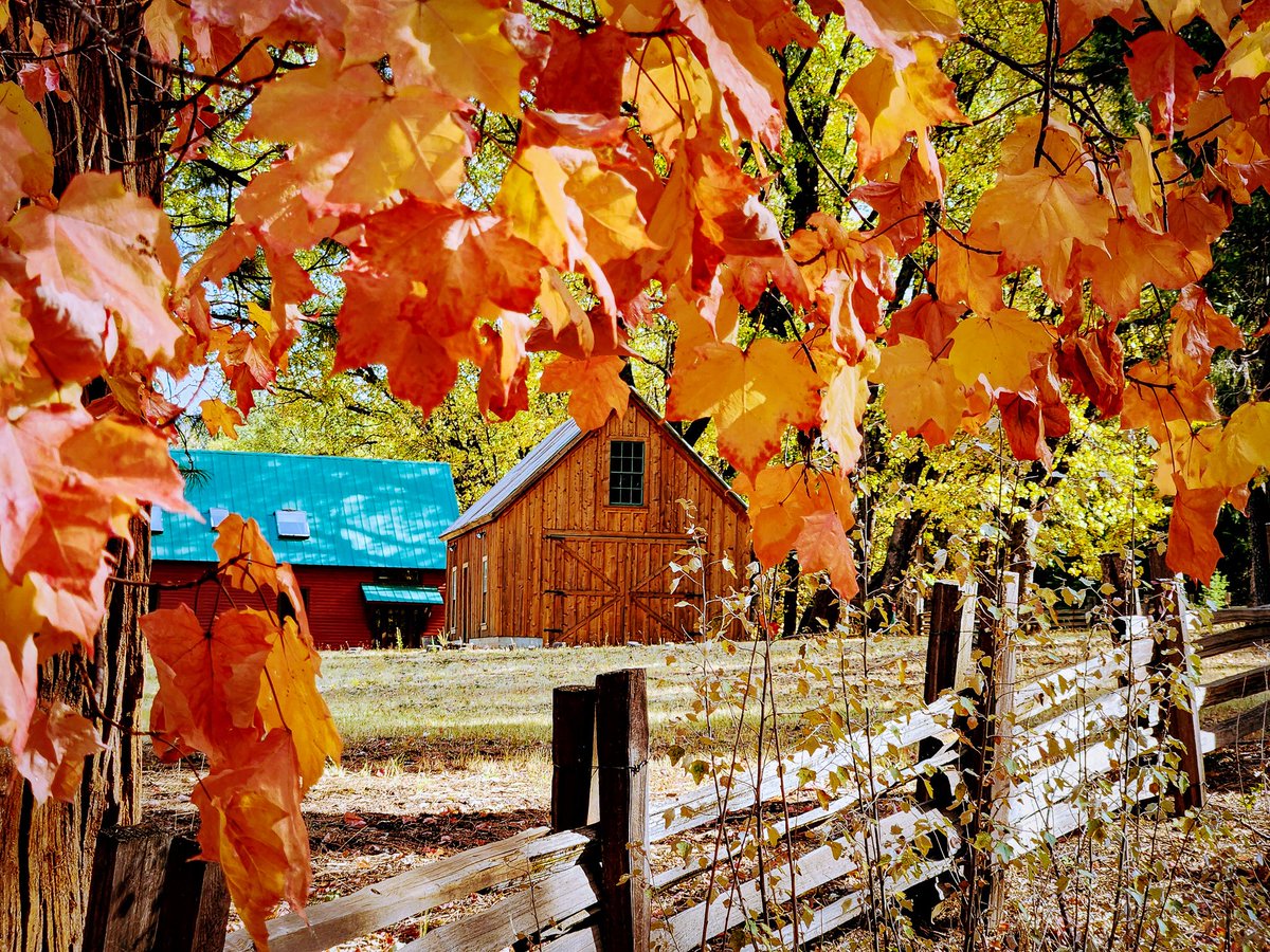 CalifFallColor's tweet image. #HappyHalloween #California's Plumas County is dressed for the #autumn ball with lots of orange and black.See more at CaliforniaFallColor.com. @VisitCA #fall #autumnleaves #Halloween #landscapephotography #landscapepainting #fallcolors @ChooseRedding