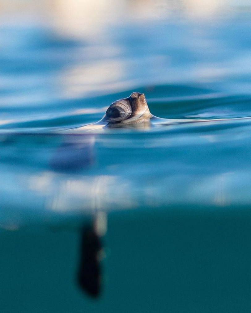Pacsafe's tweet photo. It's time to take a breather.
#turtletuesday
Photo by Sea Turtle Conservationist & Photographer Ben Hicks
#Pacsafe #turtlefund #turtletuesday #seaturtle #turtlefacts #protectwhatsvaluable #reduceoceanplastic #marineconservation #seaturtleconservation #photography https://t.co/9vTwXY6SMV