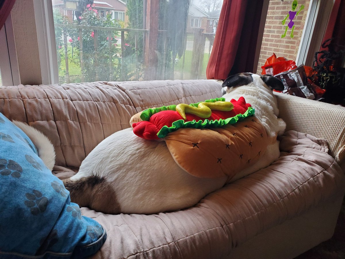 I'm a hot dog! #HappyHalloween