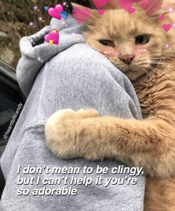 WholesomeMeme's tweet photo. https://t.co/Oq4pj4F9GX
