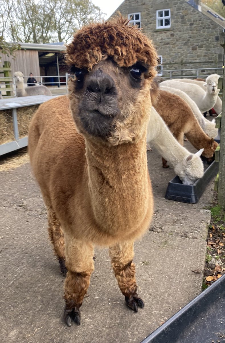 Anubis says he hopes you had a lovely birthday Edwin and enjoyed your stay at East Rose. 
If anyone else fancies staying in the farm we have availability in November and December. barnacre-alpacas.co.uk/accommodation/