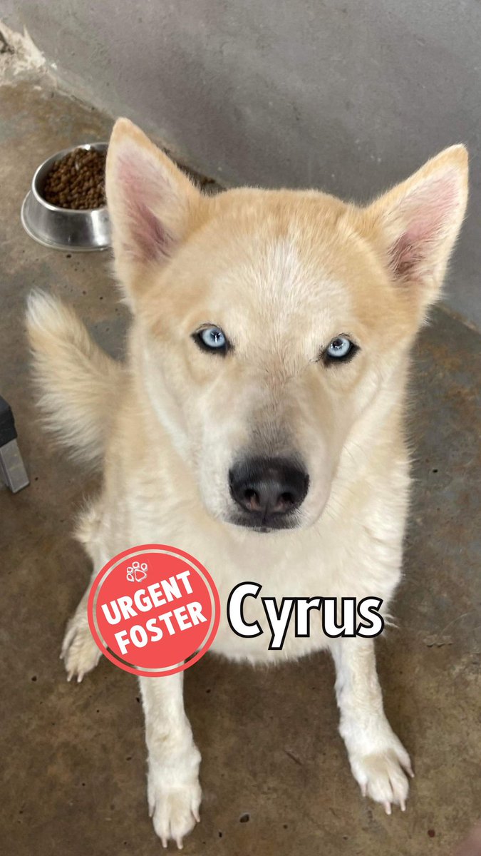 RedemptionPaws tweet media