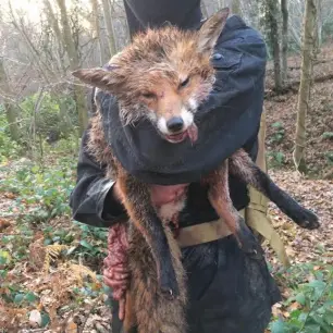 HsaChair's tweet photo. This why we need Hunt Saboteurs #endhunting https://t.co/ogTUOG0UxC