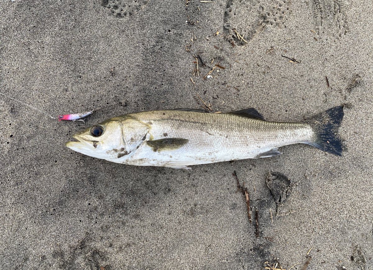 b999daichi's tweet photo. 釣りを始めて4か月🎣
先日のワラサにより、目標の一つにしていたサーフ4魚種（ヒラメ、マゴチ、シーバス、青物）に出会えることが出来ました！嬉しい☺︎
釣りめっちゃ楽しい😊
#サーフフィッシング #仙南サーフ #県南サーフ #仙台サーフ https://t.co/GM3wnBqNUl