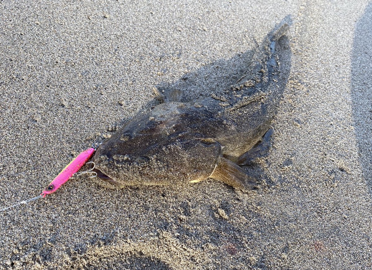 b999daichi's tweet photo. 釣りを始めて4か月🎣
先日のワラサにより、目標の一つにしていたサーフ4魚種（ヒラメ、マゴチ、シーバス、青物）に出会えることが出来ました！嬉しい☺︎
釣りめっちゃ楽しい😊
#サーフフィッシング #仙南サーフ #県南サーフ #仙台サーフ https://t.co/GM3wnBqNUl