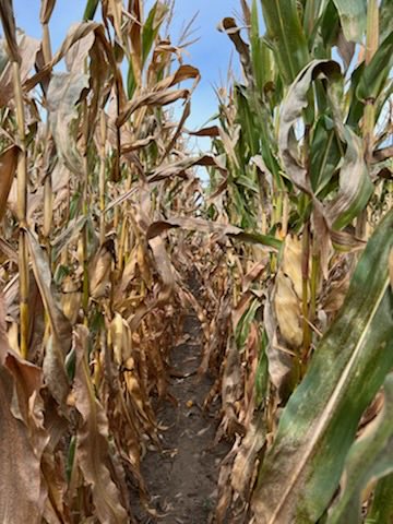 Don’t be spooked by leaving your seed investment unprotected! Untreated at left, Xyway LFR®️ at-plant fungicide on the right. ⁦<a href="/FMCAgUS/">FMC Ag US</a>⁩ #atplantfungicide #seasonlongprotection