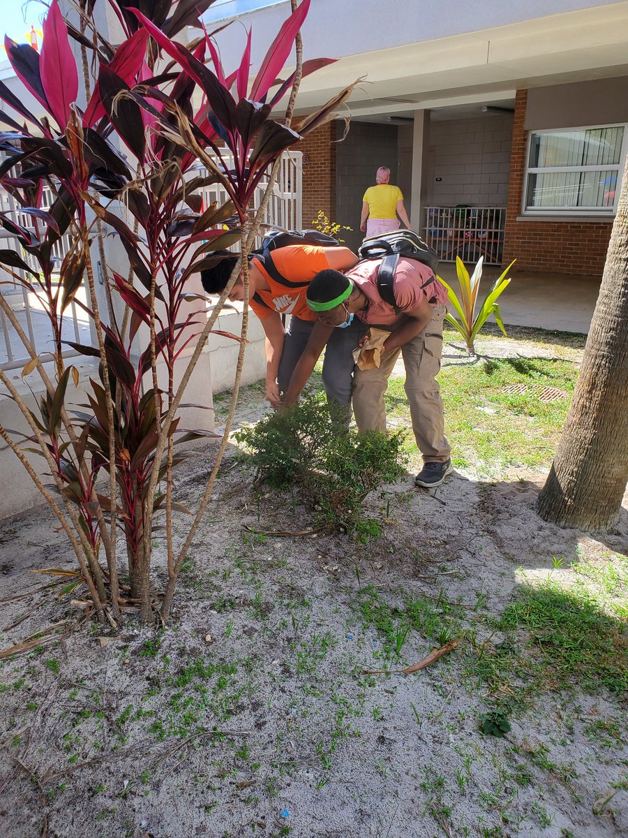 Mirbelis tweet media