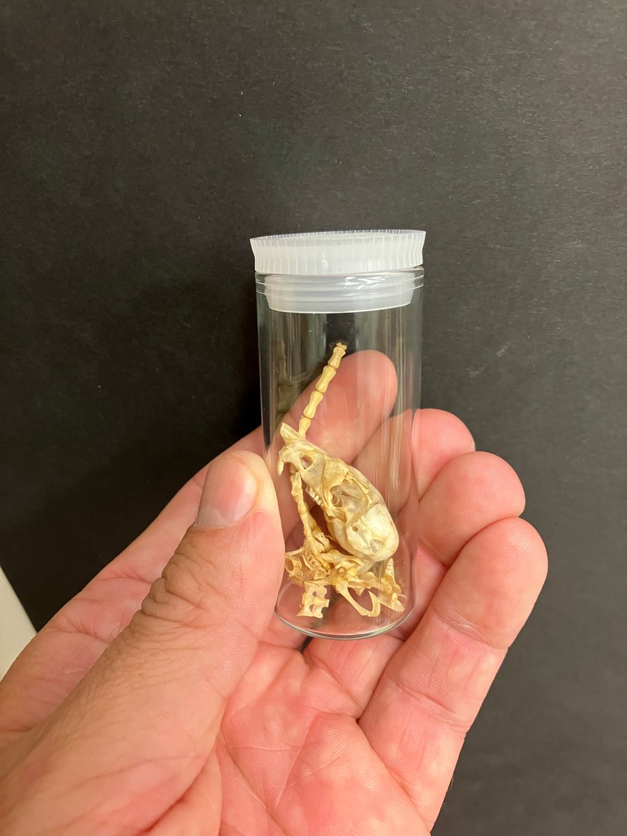 txgeosciences's tweet photo. Last Halloween, we shared the story of the "mummy's curse" - a collection of mummified rodent bones inherited by @TexasVertPaleo.

We're happy to say the curse has lifted! Some sense (and skeletons) have been made from what started as a mess of bones. 
https://t.co/MzypIW9kxk https://t.co/k9dsTLKaRs