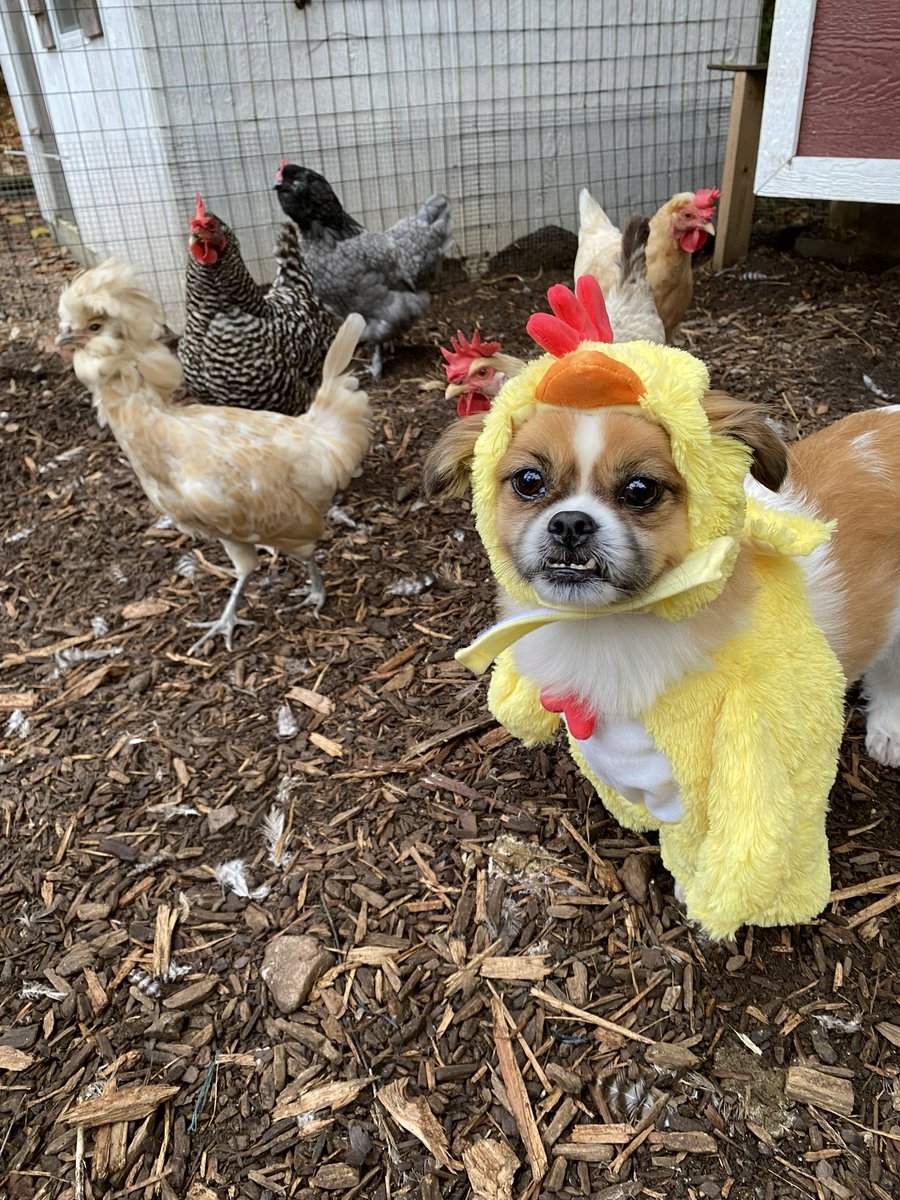 Brian Silva tweet media