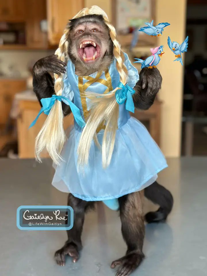 Hello 👋  Mr. Breadon.hope that Ms. Cinderella  (gaitlyn). Will make you smile tonight's 😃 😊,  happy  Halloween. 🐒🐾😁
