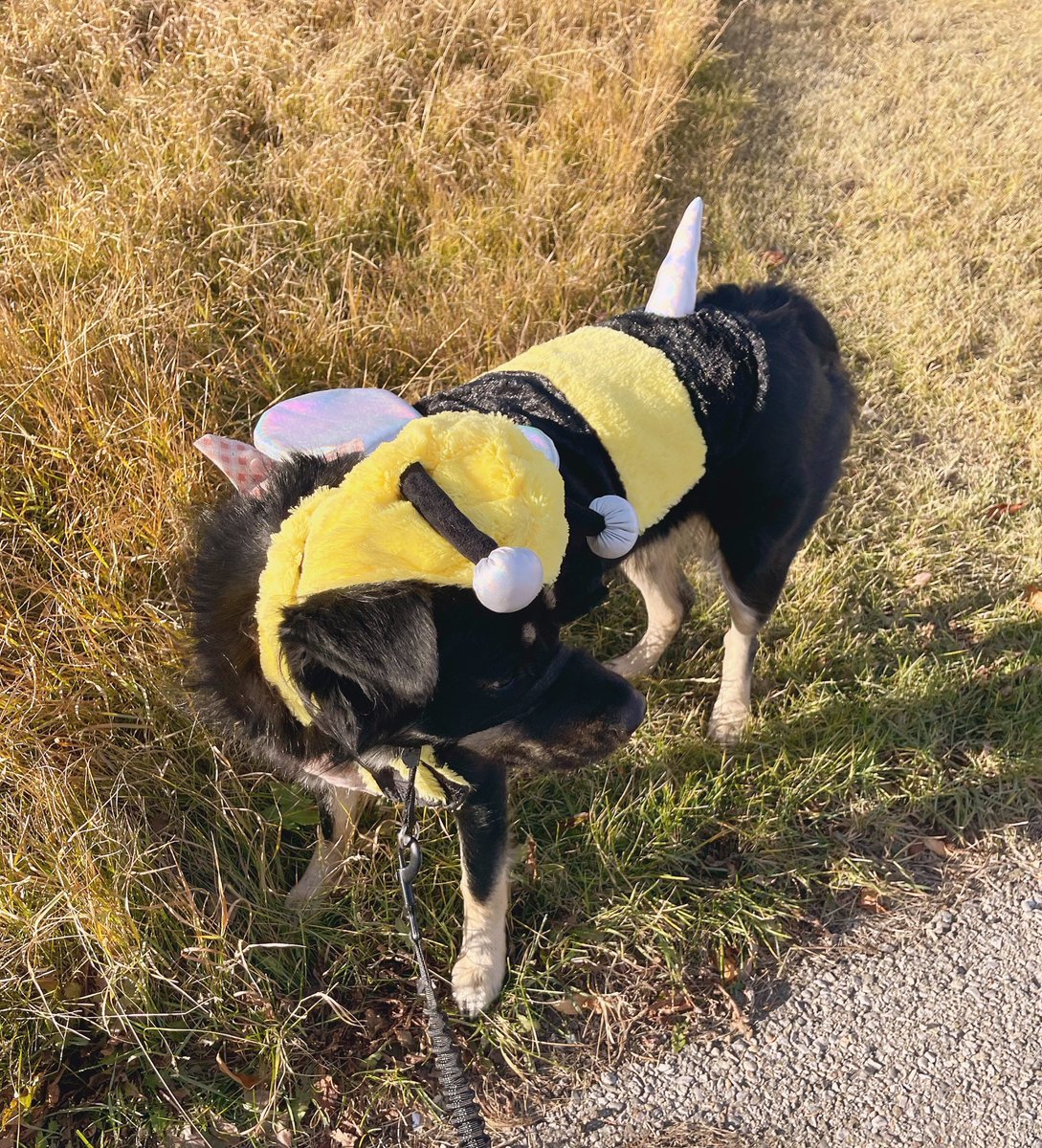 sheefysheef's tweet photo. Happy Halloween! I took my bee for a walk 🐝🐶 https://t.co/z7QAli5pun