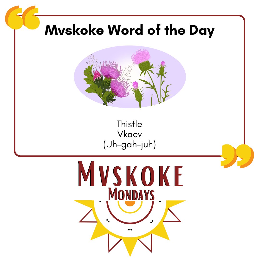 This month has one extra Monday in it--which means an extra Mvskoke Word of the Day! Just like last week, we're covering another vital material in blow darts--the thistle! Do you ever see thistles growing around you? #MvskokeMonday

Thistle
Vkacv
(uh-gah-juh)