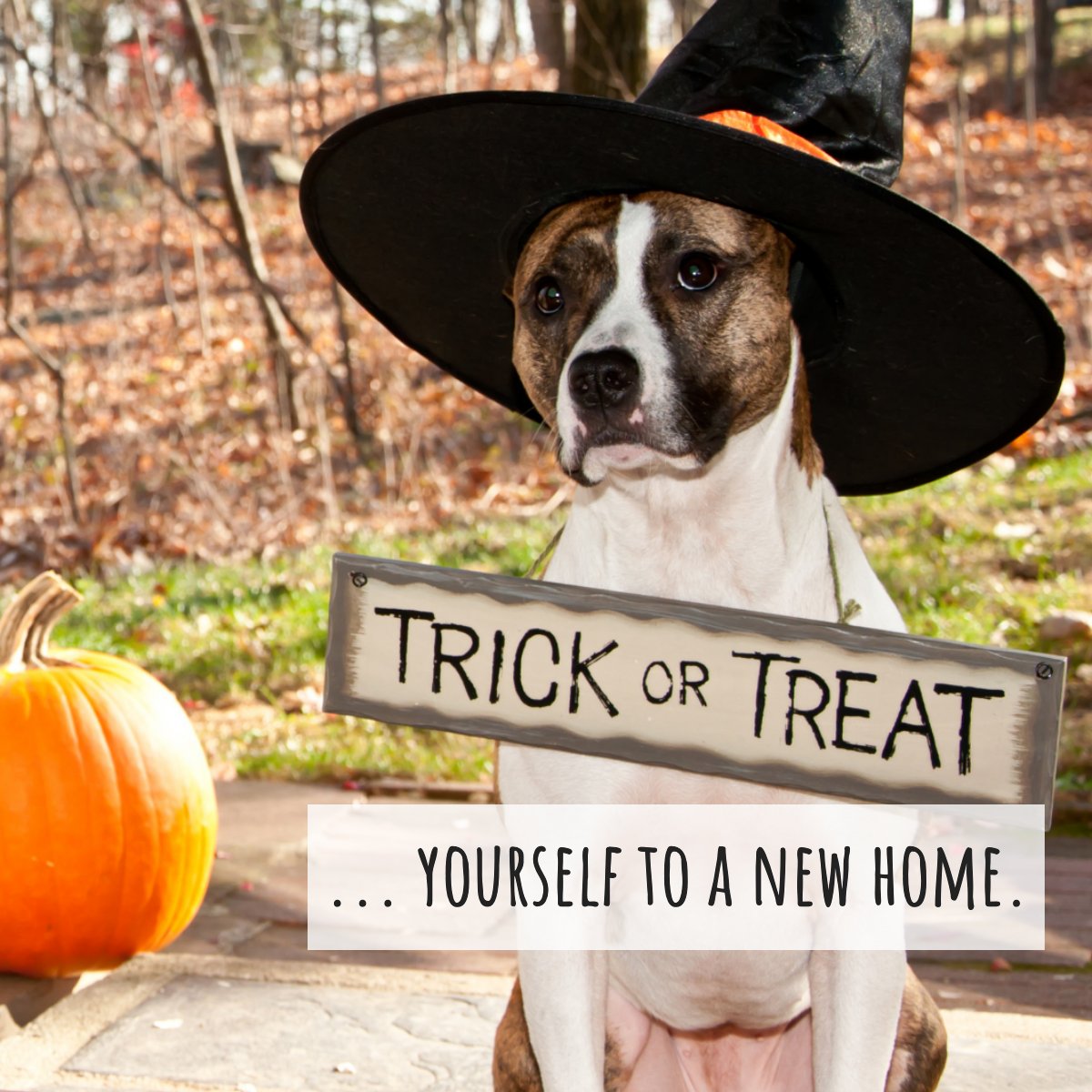 What better treat for this Halloween Season than a great home 🏡

Don't get spooked away and start your search now! 👻

#halloween #halloweenseason #trickortreat #newhome
#realtorrondascott #bhhsjacksonville #realestatejacksonvillenc #getyourhomesold