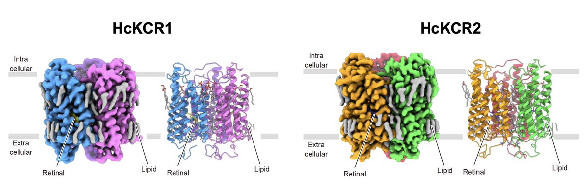 Yoon Seok Kim (@yoon_seok_kim) on Twitter photo 1.We are thrilled to share our newest preprint, reporting structural insight into the K+ selectivity in channelrhodopsins (ChRs), with <a href="/KarlDeisseroth/">Karl Deisseroth</a> <a href="/emeKato/">Hideaki E. Kato</a>. Resolving this mystery has been a holy grail of optogenetics and opsin physiology!
biorxiv.org/content/10.110… 1.We are thrilled to share our newest preprint, reporting structural insight into the K+ selectivity in channelrhodopsins (ChRs), with <a href="/KarlDeisseroth/">Karl Deisseroth</a> <a href="/emeKato/">Hideaki E. Kato</a>. Resolving this mystery has been a holy grail of optogenetics and opsin physiology!
biorxiv.org/content/10.110…