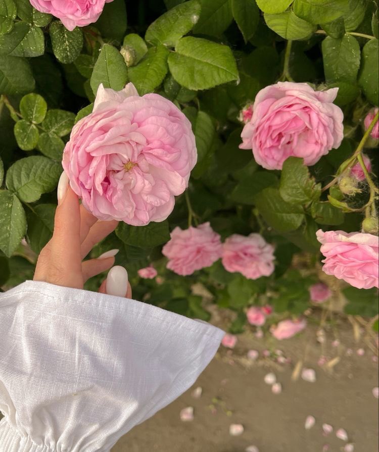 ‏ْ (@piinkifairy) on Twitter photo 