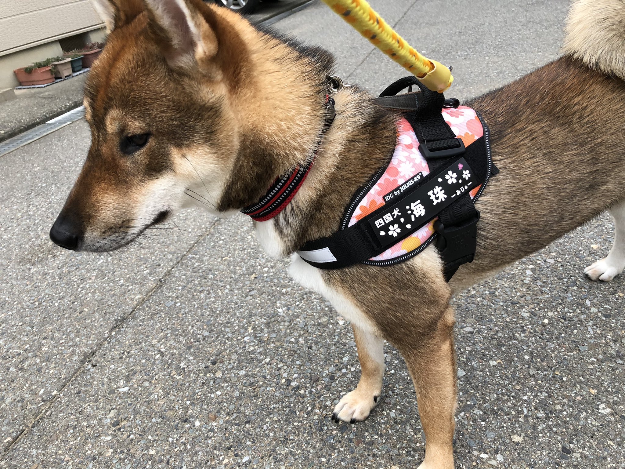 33.【はなまま/ママ】ユリウスk9ハーネスにも対応♪ネームラベル タグ はなまま/ママ】ユリウスk9ハーネスにも対応♪ネームラベル タグ