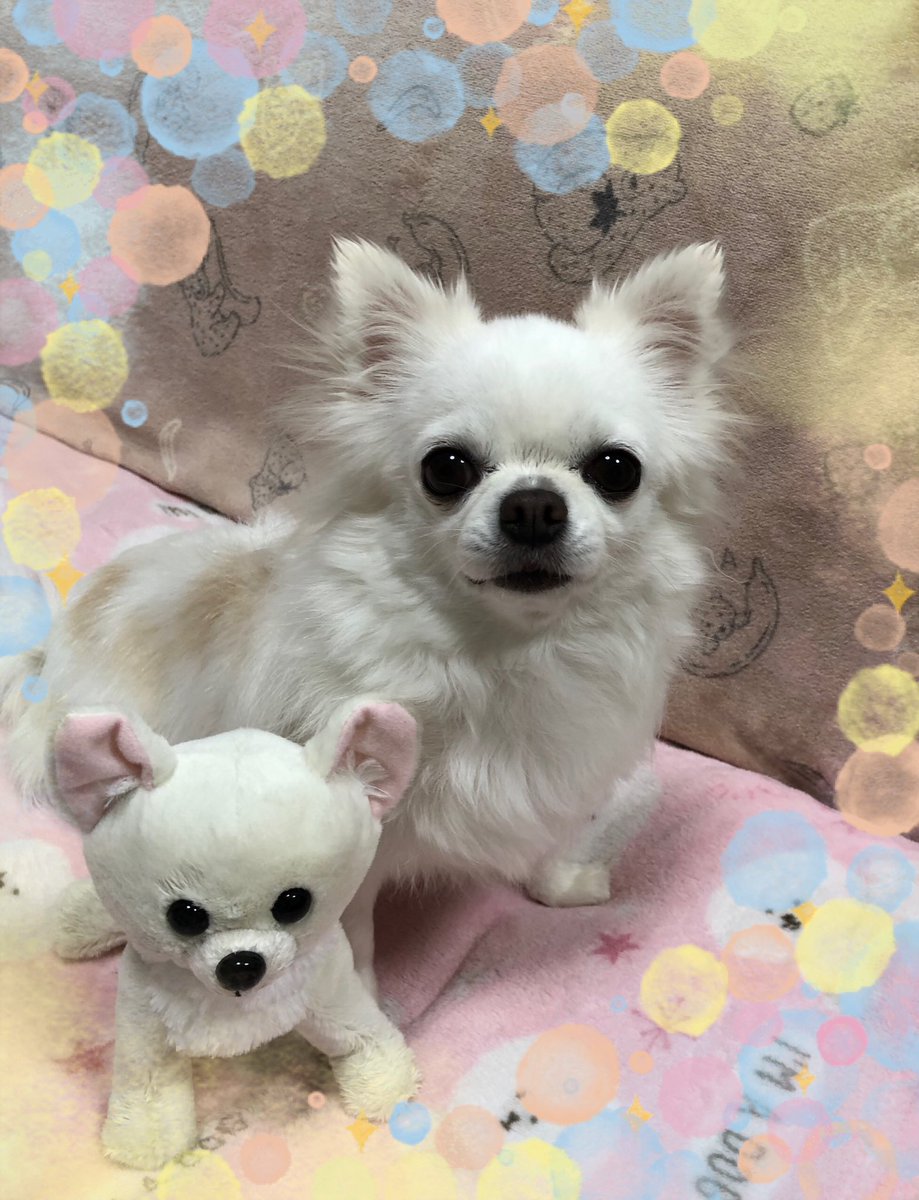 furan426's tweet photo. おはようございます🤗
11月もよろしくお願いします🐶💕
#チワワ  #愛犬　#犬との暮らし　
#ハーモニーチワワ　#フランチワワ https://t.co/ABXcXcGX4r