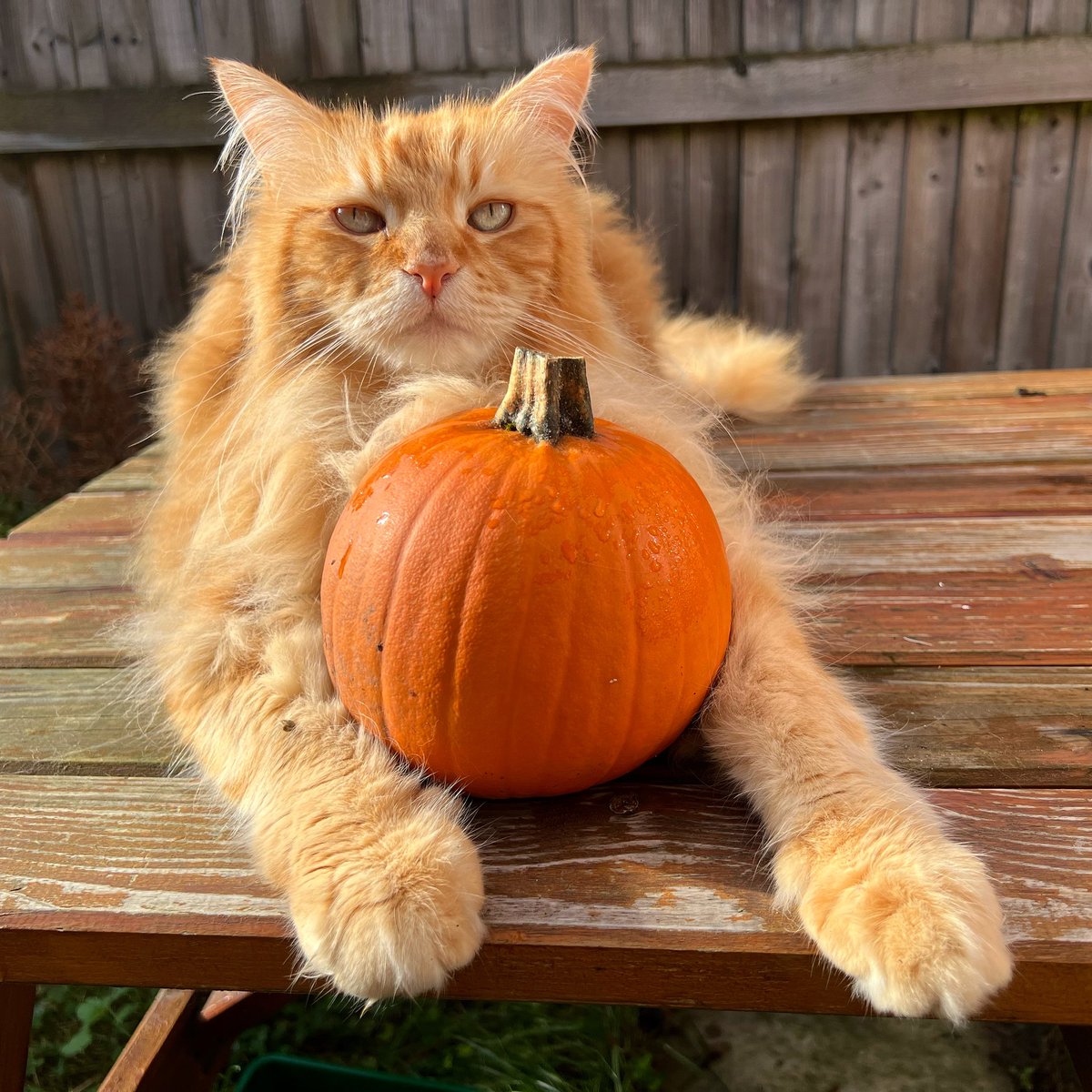 mainecoonlife's tweet image. Halloween twinsies. 

#Halloween2022