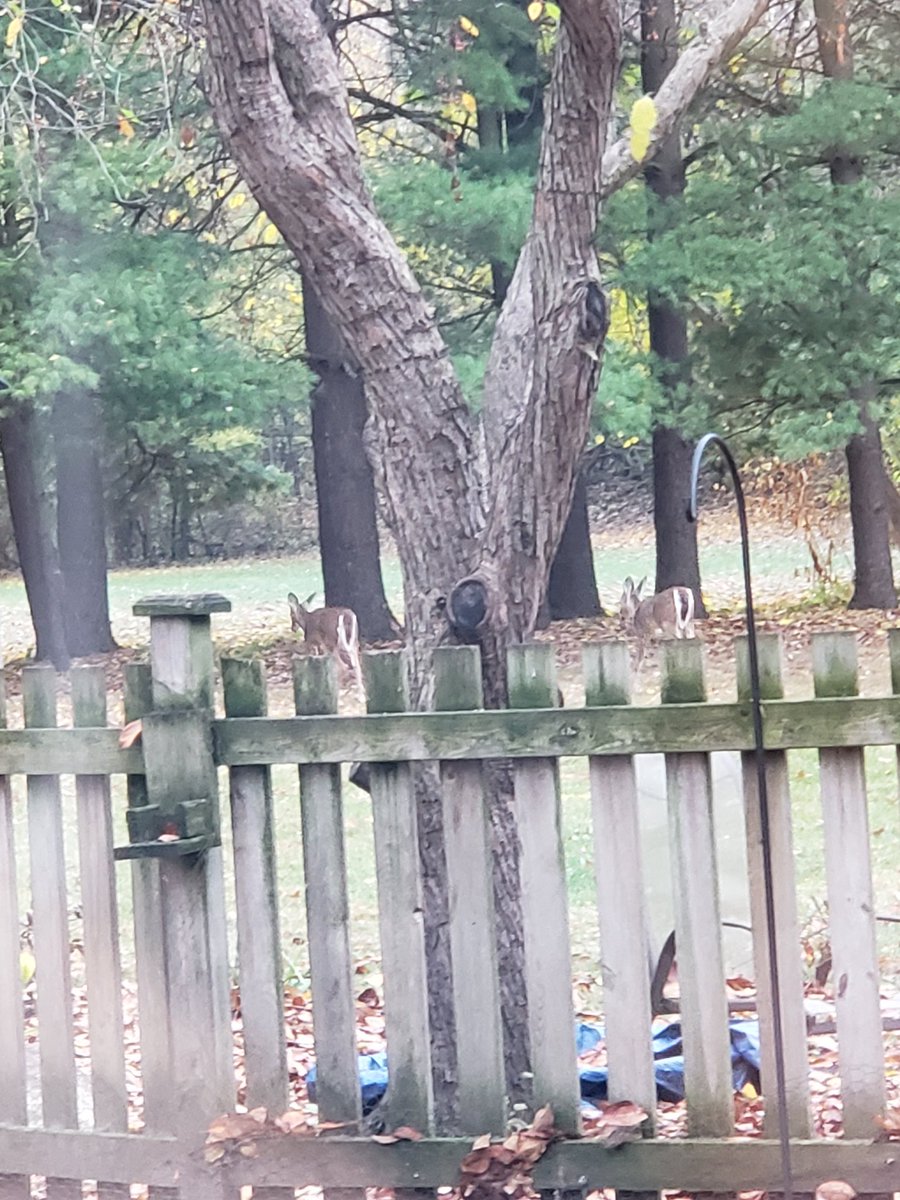 mgreer423's tweet photo. The Twins trick or treating π₯° #yardpets https://t.co/rNV9vPLTLi
