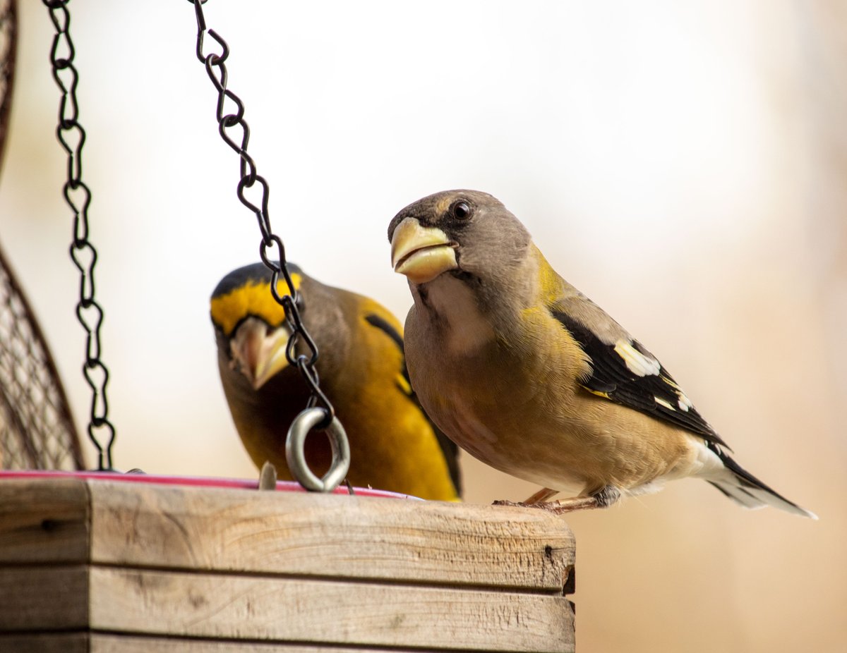 GlaszArtcom's tweet photo. Visiting evening grosbeaks - A sweet visual Halloween treat! #EveningGrosbeaks #Grosbeaks #Birds #Nature #BirdPhotography #NaturePhotography #MaineBirds #Halloween #Halloween2022 #HappyHalloween #Maine #WesternMaine #NewEngland https://t.co/oP26TdW5mj